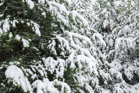 Snow Covered Tree Branch Stock Image Image Of Background 135280811