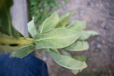 Medicinal Uses Of Mullein — Grow Harvest And Use Amy K Fewell