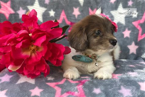 Brantley is a sweet and happy aca mini dachshund puppy. Lyla: Dachshund puppy for sale near Lakeland, Florida. | 69c94c5e-90f1