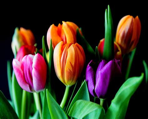 무료 이미지 꽃잎 튤립 꽃다발 화려한 플로라 꽃들 매크로 사진 꽃 피는 식물 백합 가족 식물 줄기 육상