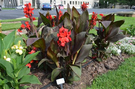 New Cannova Cannas Worth A Try What Grows There Hugh