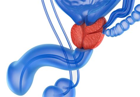 Prostate Massage Therapy Definition Types And Risks