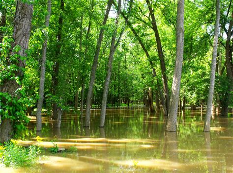 Free Images Tree Water Swamp Pond Green Jungle Flood Botany