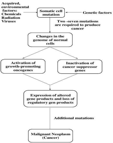 Simplified Scheme Of The Pathogenesis Of Cancer Figure Taken From 55
