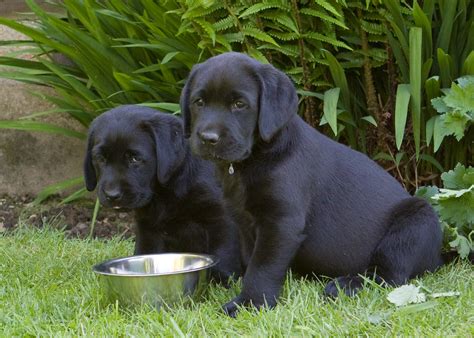 Black Labrador Puppies Seven Week Old Black Labrador Puppi Flickr