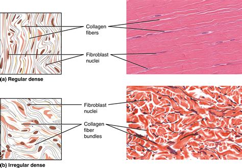 Loose Connective Tissue Labeled Matrix