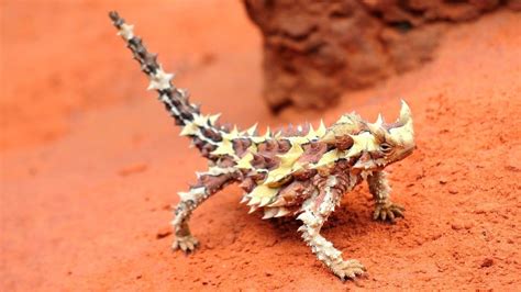 Australias Dragon Like Thorny Devil Lizard Natural Born Thrillers