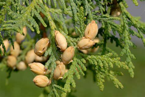 Abendländische Thuja Thuja Occidentalis Beschreibung Steckbrief Systematik