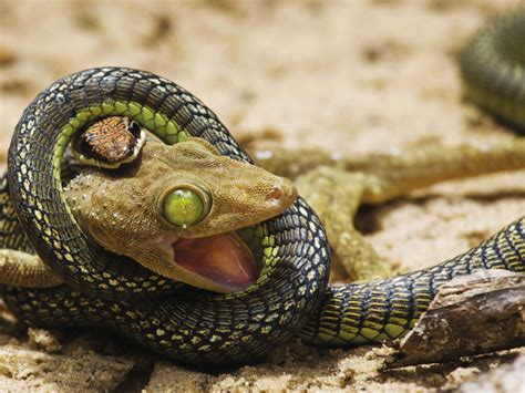 Lizard Vs Snake Wallpapers And Images Wallpapers Pictures Photos
