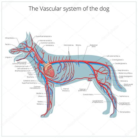 Sistema Vascular De La Ilustración Del Vector Del Perro Stock Vector By