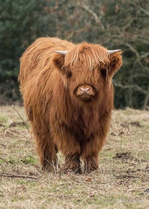Young Scottish Highland Cow Fluffy Cows Cow Scottish Highland Cow
