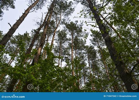 Slender Pines Stock Photo Image Of Straight Sunny Smooth 71047342