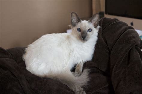Info Terbaru Lilac Cat
