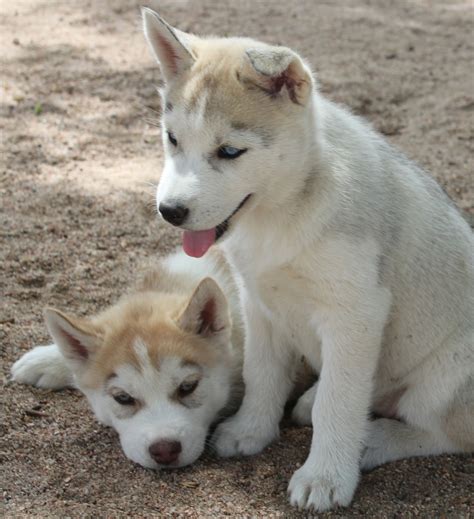Siberian Husky Information Dog Breeds At Thepetowners