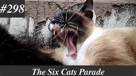 Siamese Cat Chirping And Yawning Youtube
