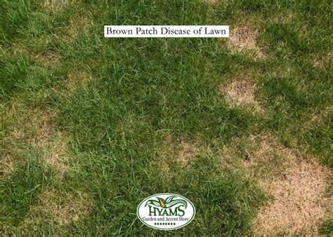 Diseases Of The Lawn