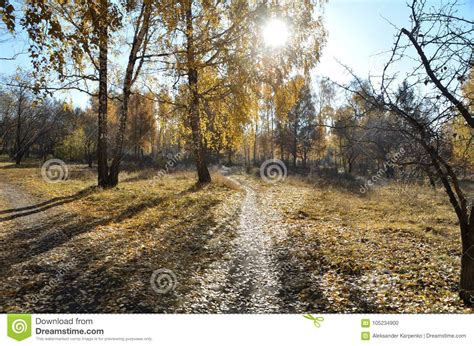Autumn Stock Photo Image Of Russia Yellow Omsk Autumn 105234900
