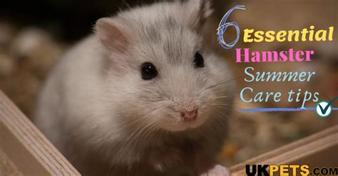 6 Essential Hamster Summer Care Tips