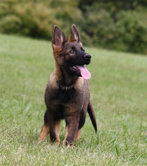 Red And Black German Shepherd Puppies For Sale Near Me Pets Lovers