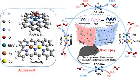 Single Atomic Nanozymes With Superior Catalytic Activities And