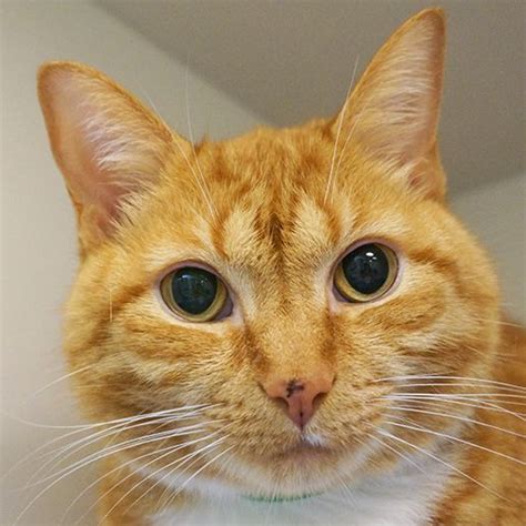 Select from a list of cats available for free adoption from shelters and cat lovers in india. Adoptable Cats and Kittens | NYC | Adoption Center| ASPCA