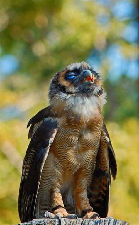 Photo of Asian brown wood owl by Bryan Maleckar at the Center for Birds