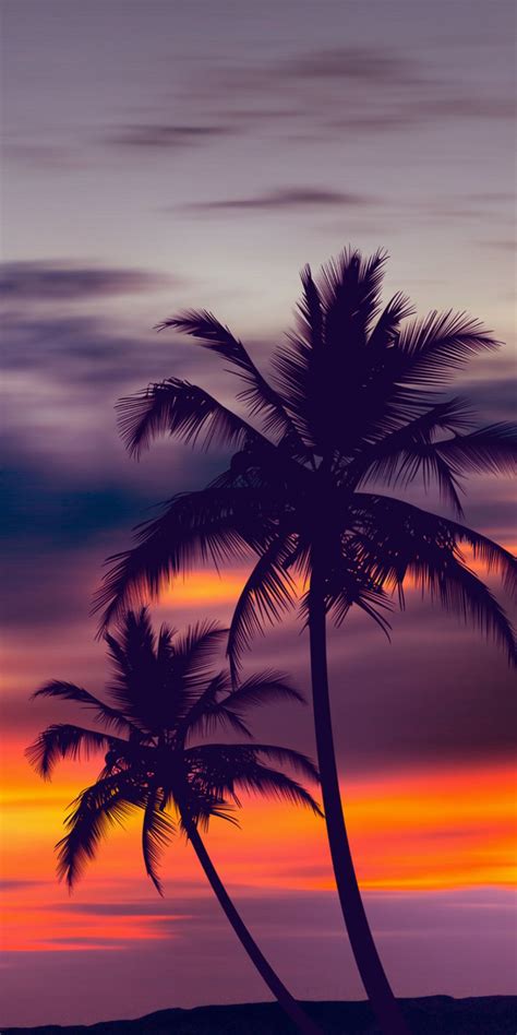 Palm Trees Purple Sunset Photography Paradise Holiday Dusk