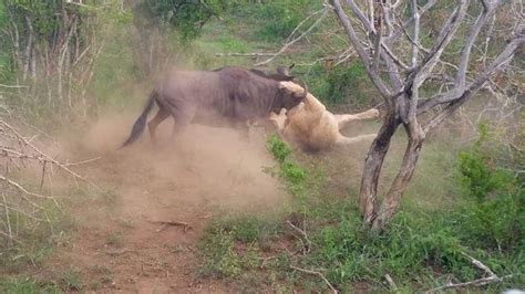 Wildebeest Vs Lion In Fight For Life