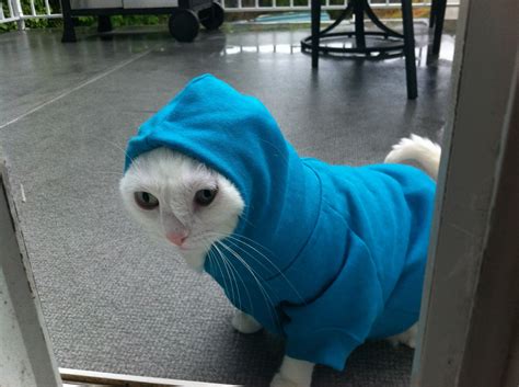 My Grumpy Cat Not Appreciating Clothes In The Rain Raww