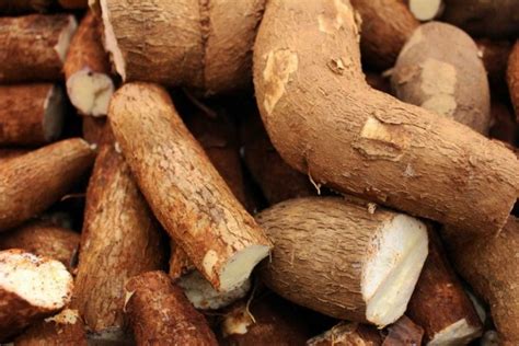 5 Fakta Unik Tentang Singkong Makanan Pokok Khas Zaman Dulu