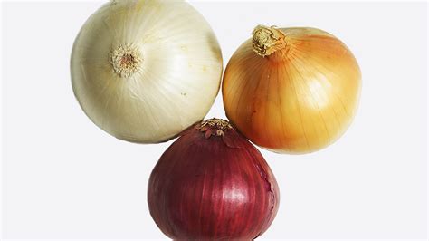 Onion plants can reach a height of 50 cm (20 in) and are grown as annuals, harvested after one when the onion bulbs are mature, the leaves will begin to yellow and fall over. All the Types of Onions, and What They're Best For | Bon ...