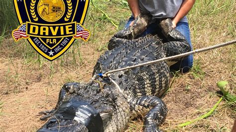 Florida Authorities Find Remains Of Woman Killed By Alligator Cw39