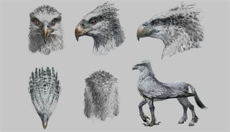 Four Different Types Of Eagle Heads And Beaks Each With An Individual