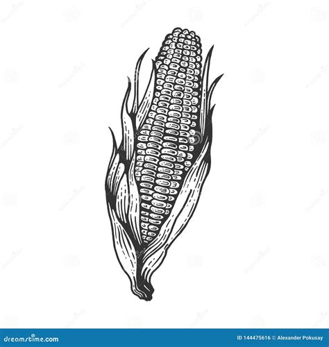 Corn Maize Sketch Engraving Vector Illustration Stock Vector