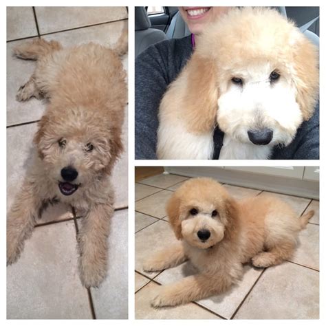 The goldendoodle has got that teddy bear resemblance that melts hearts into a puddle of pure love. Before (left) and after (right). My mini goldendoodle ...