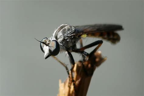 Natures Archive Blog Robber Fly