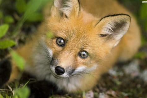 Find the best fox wallpaper on wallpapertag. Fox wallpaper ·① Download free beautiful backgrounds for ...