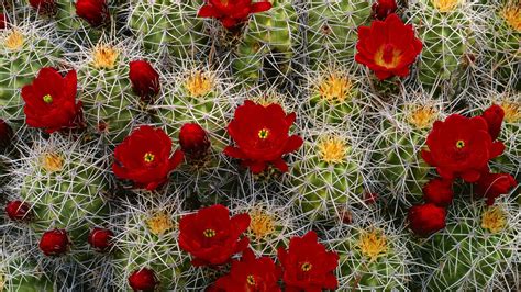 Wallpaper Cactus Flower Blooms Buds Needles 1920x1080 Wallhaven