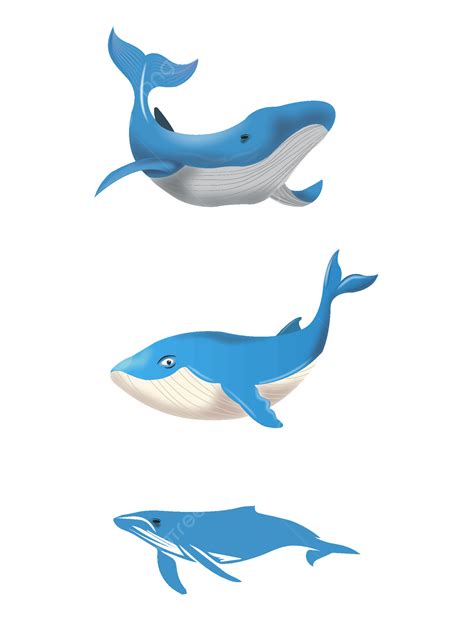 Gambar Paus Kehidupan Laut Ikan Paus Biru Hewan Ikan, Kehidupan Laut