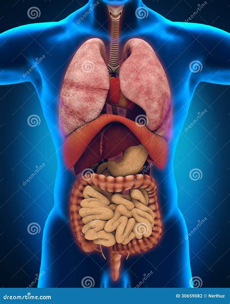 Vista Anterior Del Cuerpo Humano Fotografía De Archivo Imagen 30659082