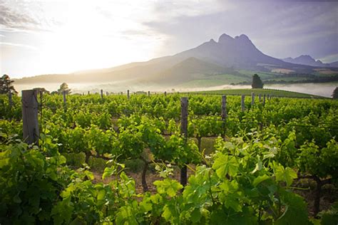 Warwick Wine Estate Stellenbosch Wedding Venues