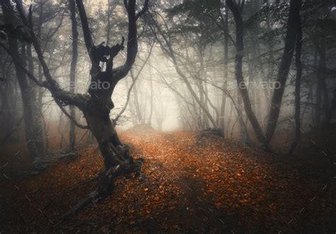 Dark Fog Forest Mystical Autumn Forest With Trail In Yellow Fog Stock