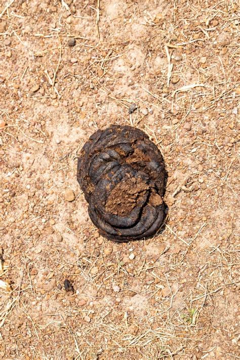 Photo Of Cow Dung On Dry Ground Stock Photo Image Of Brown Farming