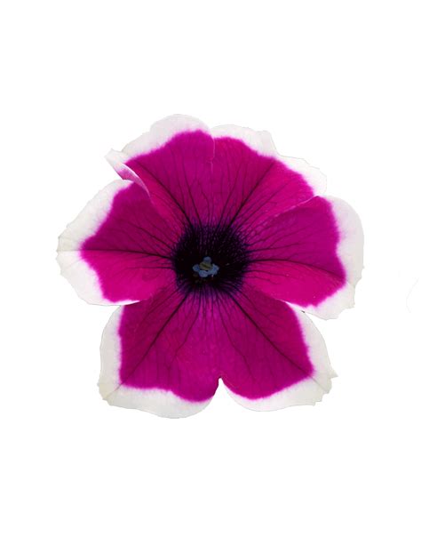 Surfinia Impulz Picotee Purple The No1 Petunia Brand Colors Your City