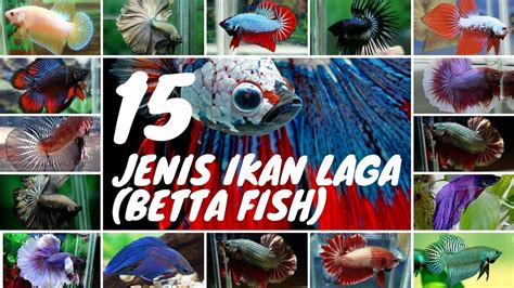 Banyak lagi ikan laga yang tidak tersenarai. 15 jenis Ikan Laga Betta popular - YouTube