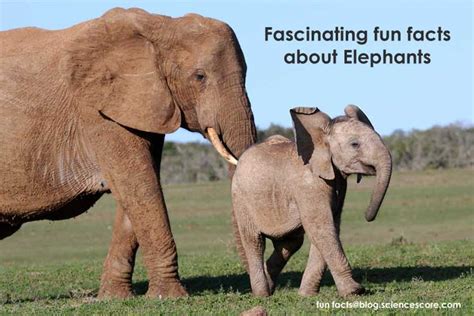 Fascinating Fun Facts About Elephants ~ Facts For Everyday Life