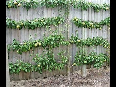 Gorgeous blossoms, foliage for as for space, there are dwarf and semidwarf varieties of most common fruit trees (though check on final a final advantage of smaller trees: Tricks To Grow Fruit Trees in SMALL Spaces! - YouTube