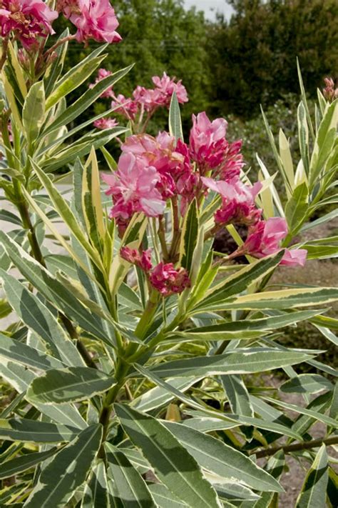 Buy Twist Of Pink Oleander For Sale Online From Wilson Bros Gardens
