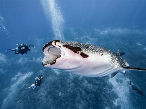 Incredible Photos Show Whale Shark Almost Swallowing Two Divers In The