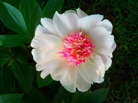 Beautiful White Peony With A Pink Centre Rosanne Maccormick Keen Flickr